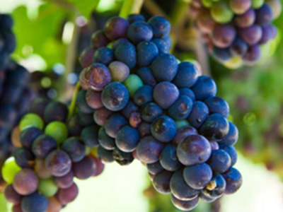 Grapes